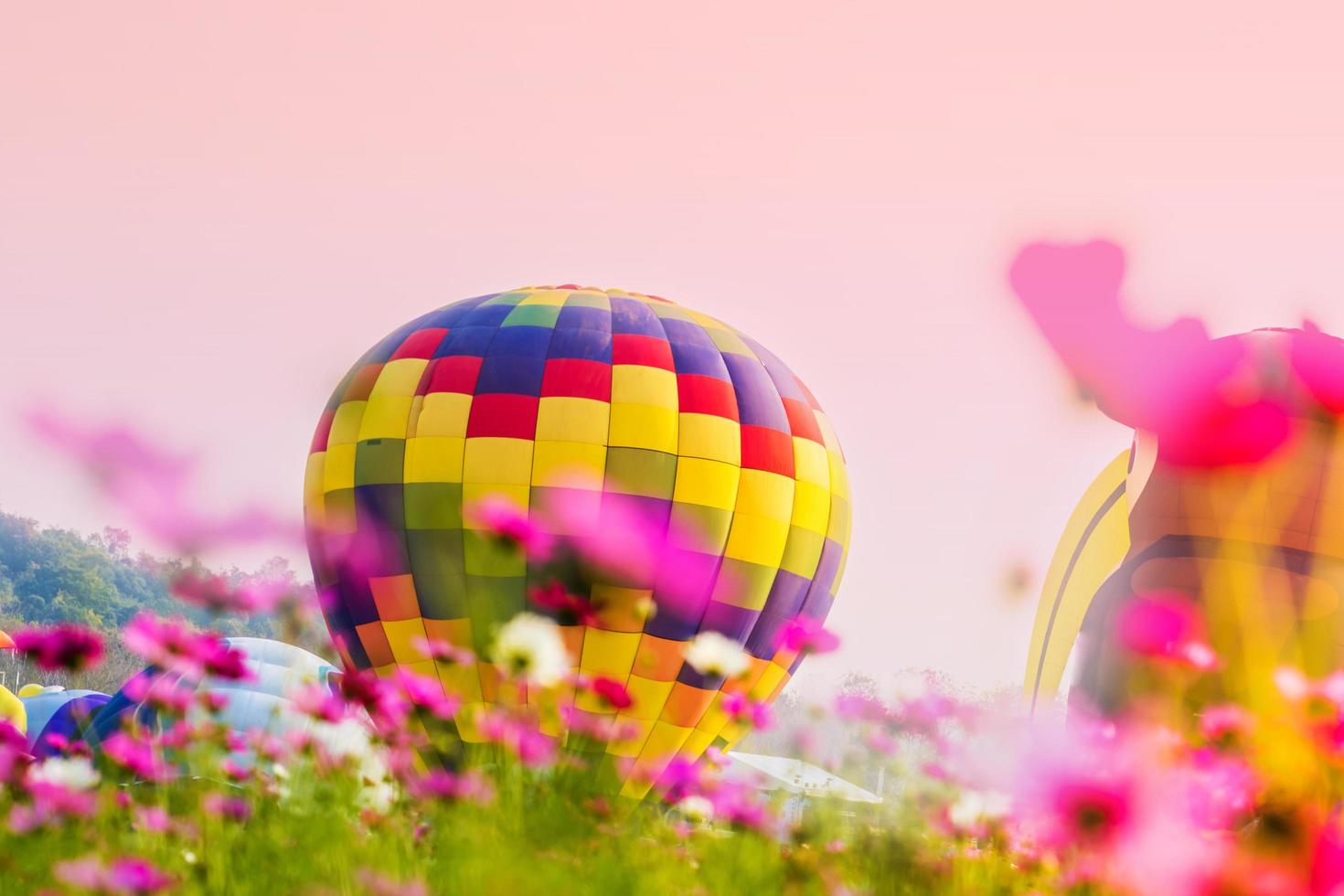 Colorful hot air balloons in a field of flowers photo