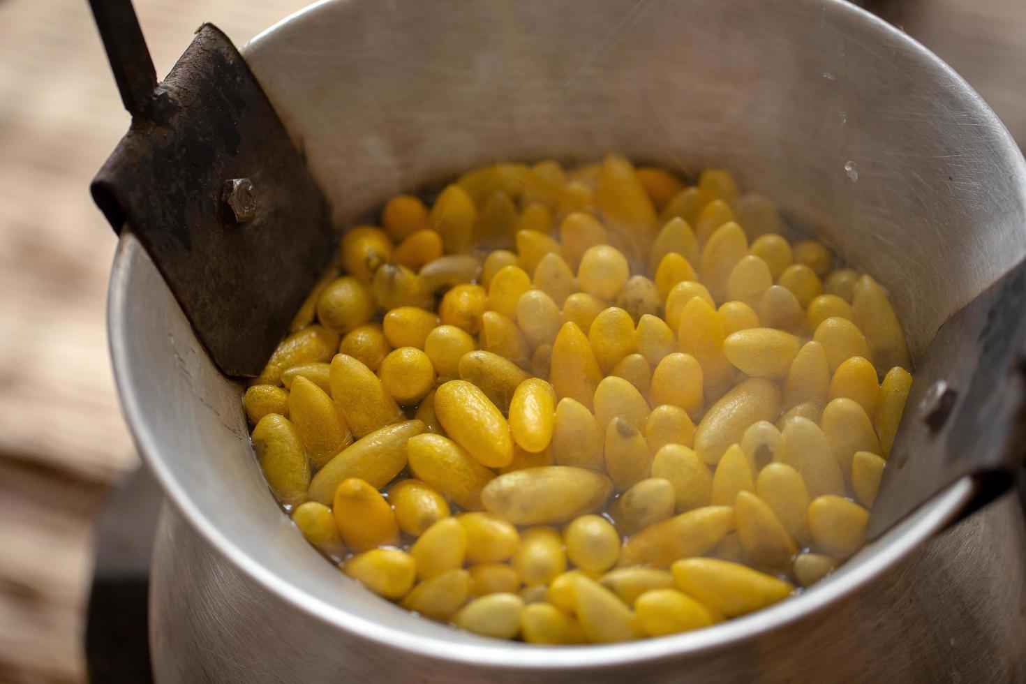 Boiling yellow silkworm cocoons  photo