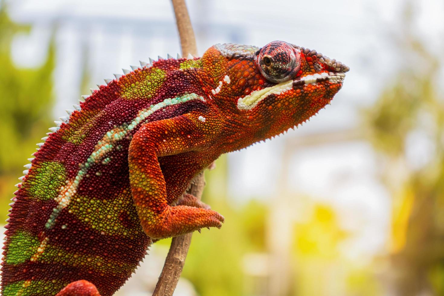 Chameleon balancing on branch photo