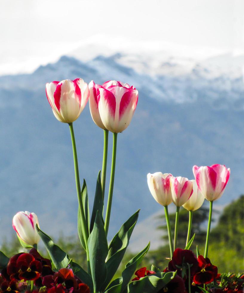 tulipanes frente a las montañas foto