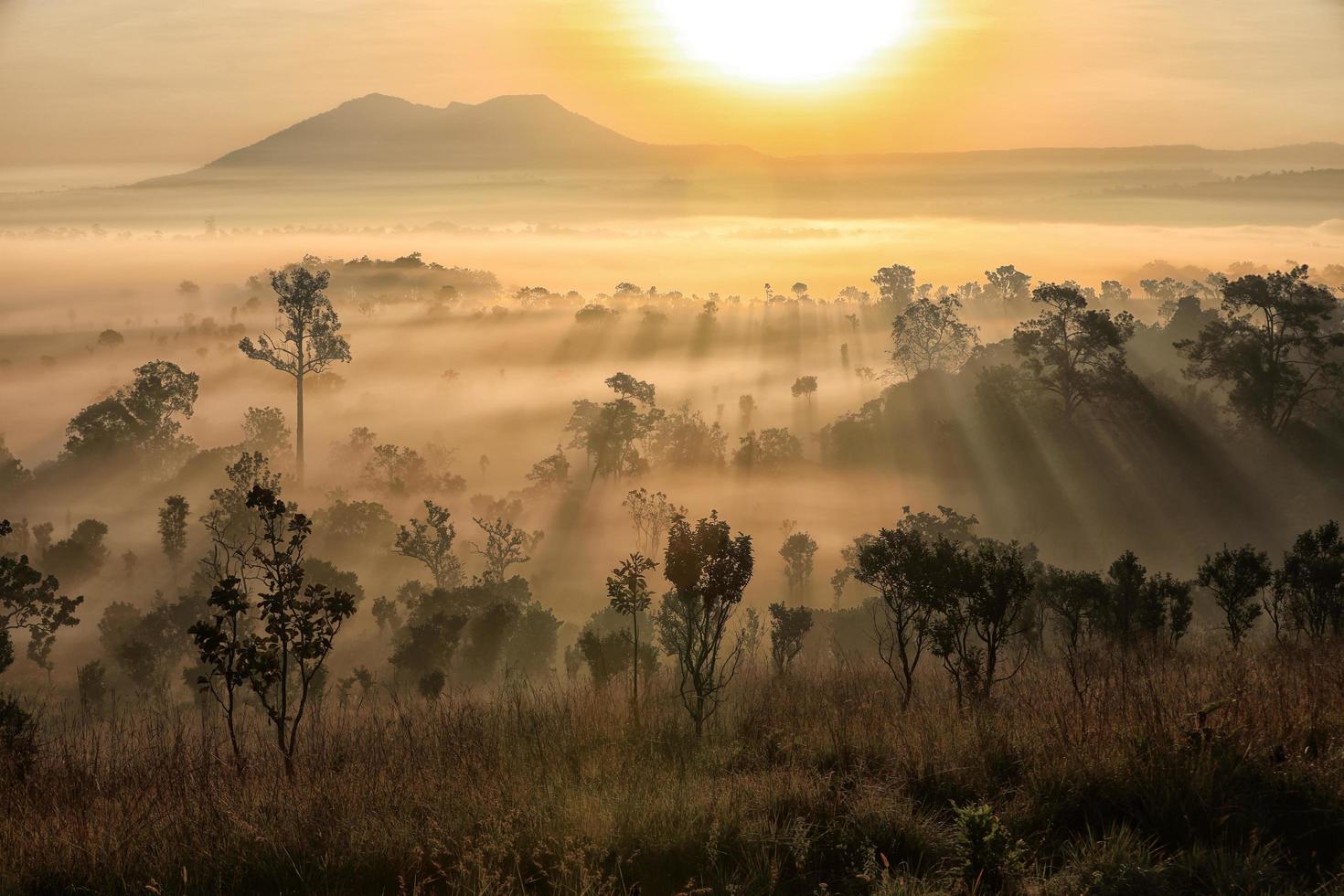 puesta de sol sobre bosque de niebla foto