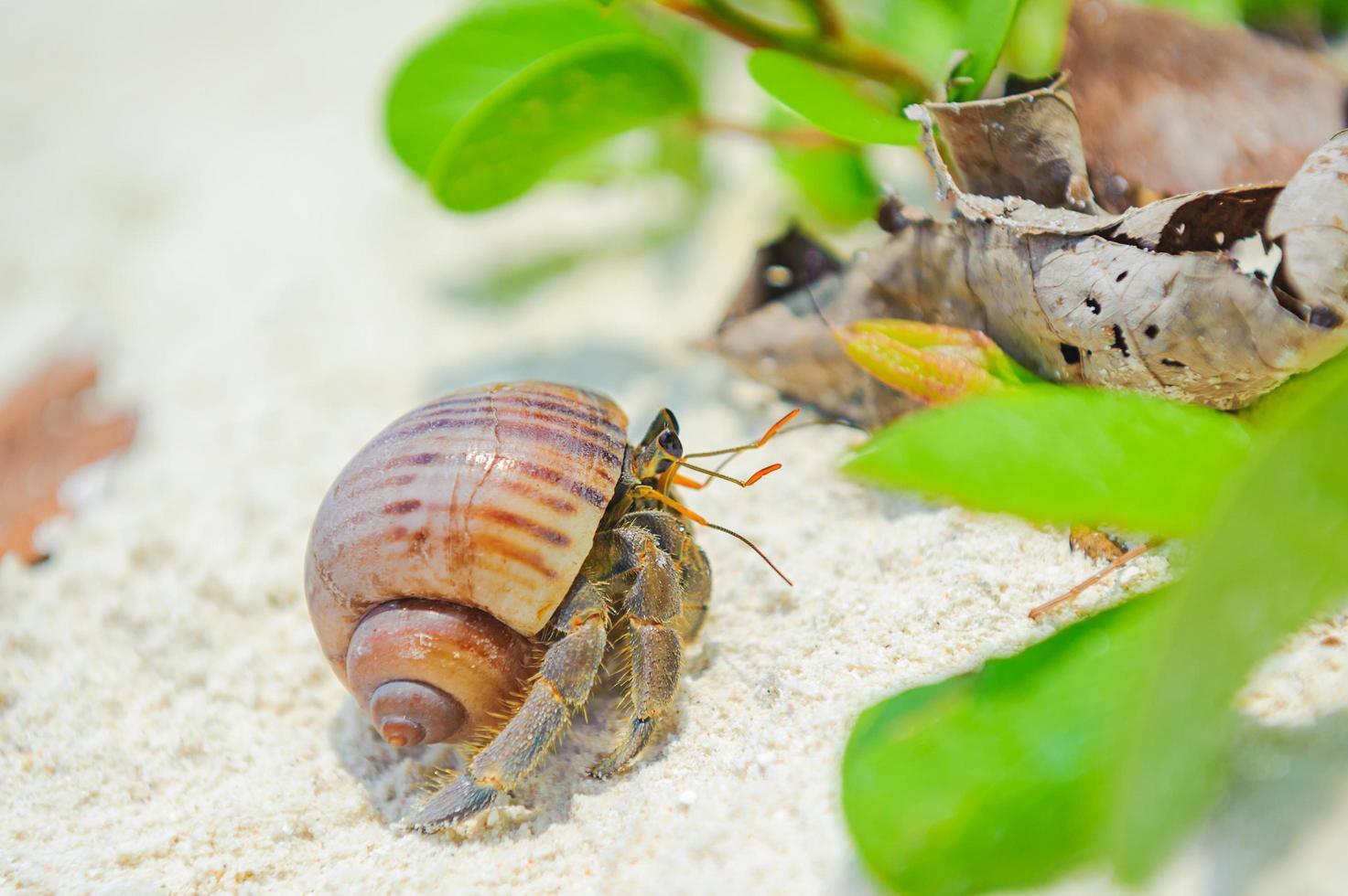 cangrejo ermitaño en la playa foto