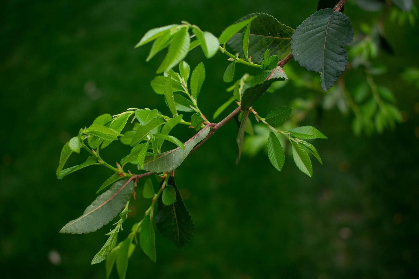 Green tree branch photo