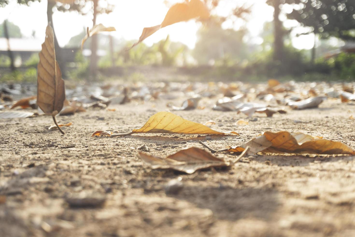 Dry autumn leaves falling to the ground photo