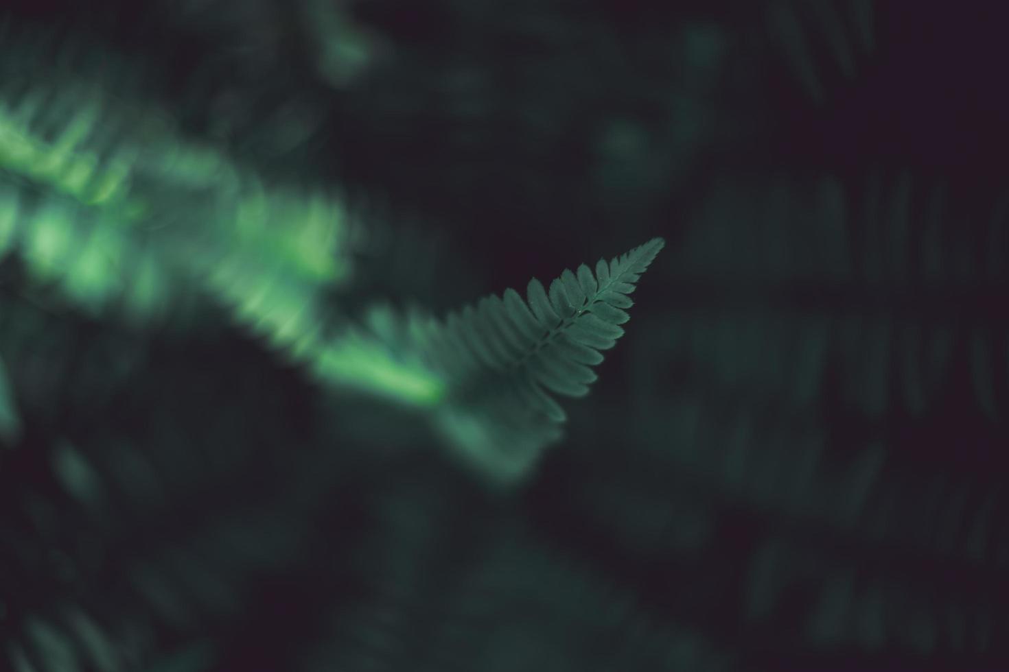 Cluster of ferns against dark background photo