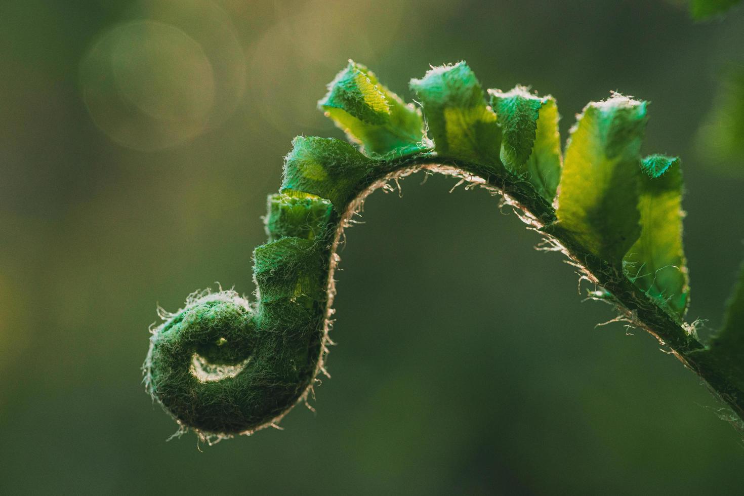 espiral de un helecho joven foto