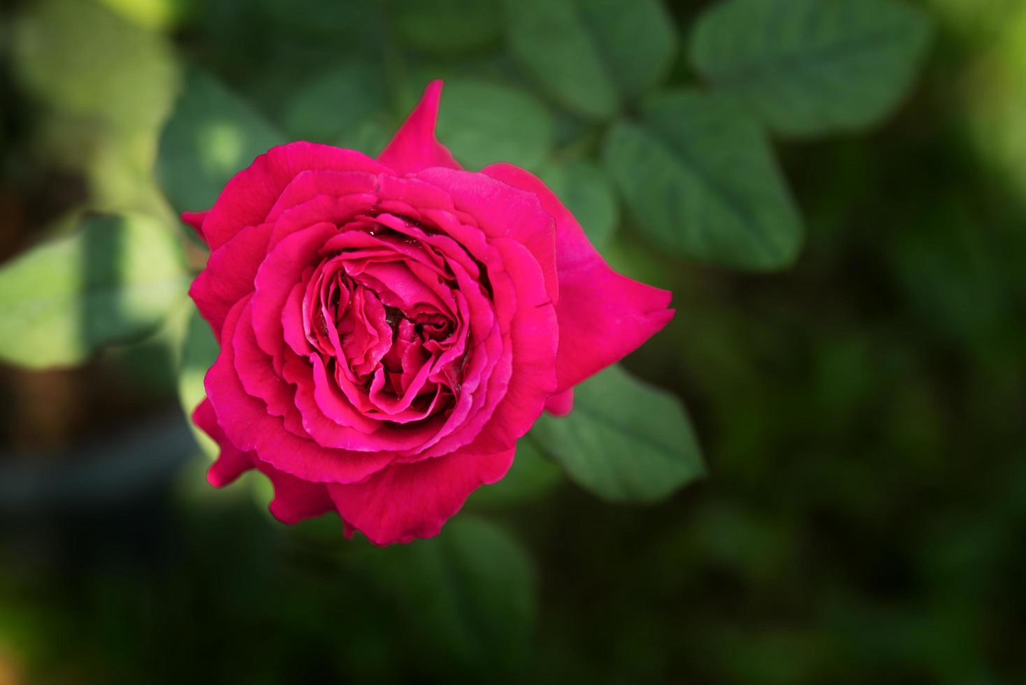 Red rose in a garden photo