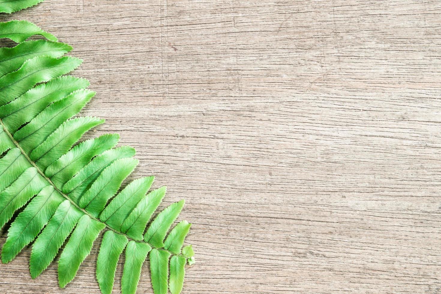 Fern leaf on wooden background photo