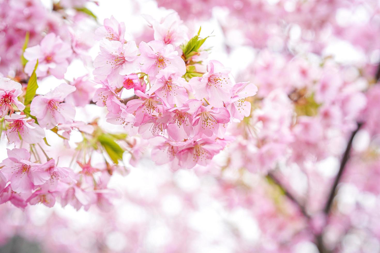 Pink Sakura Cherry Blossom flower  photo