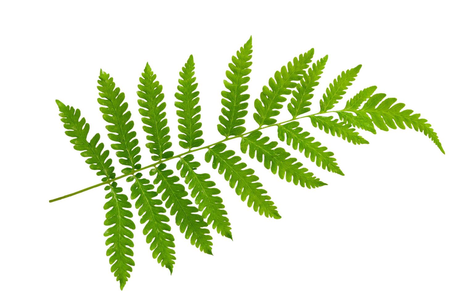 Fern leaf on white background  photo