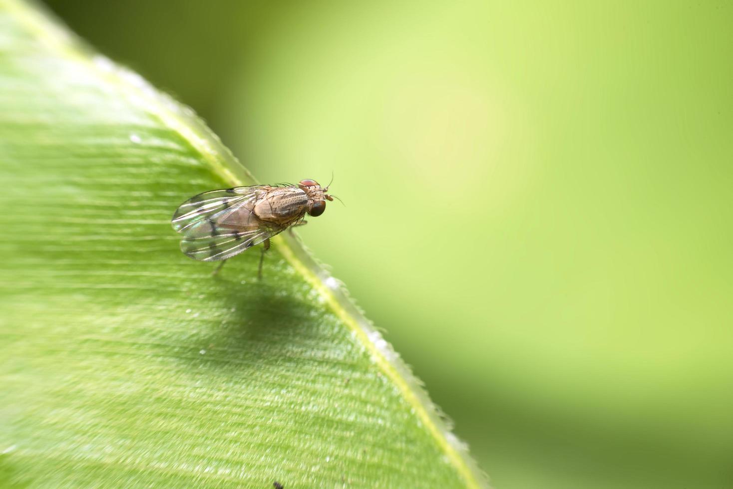 A fruit fly on green leaf  photo