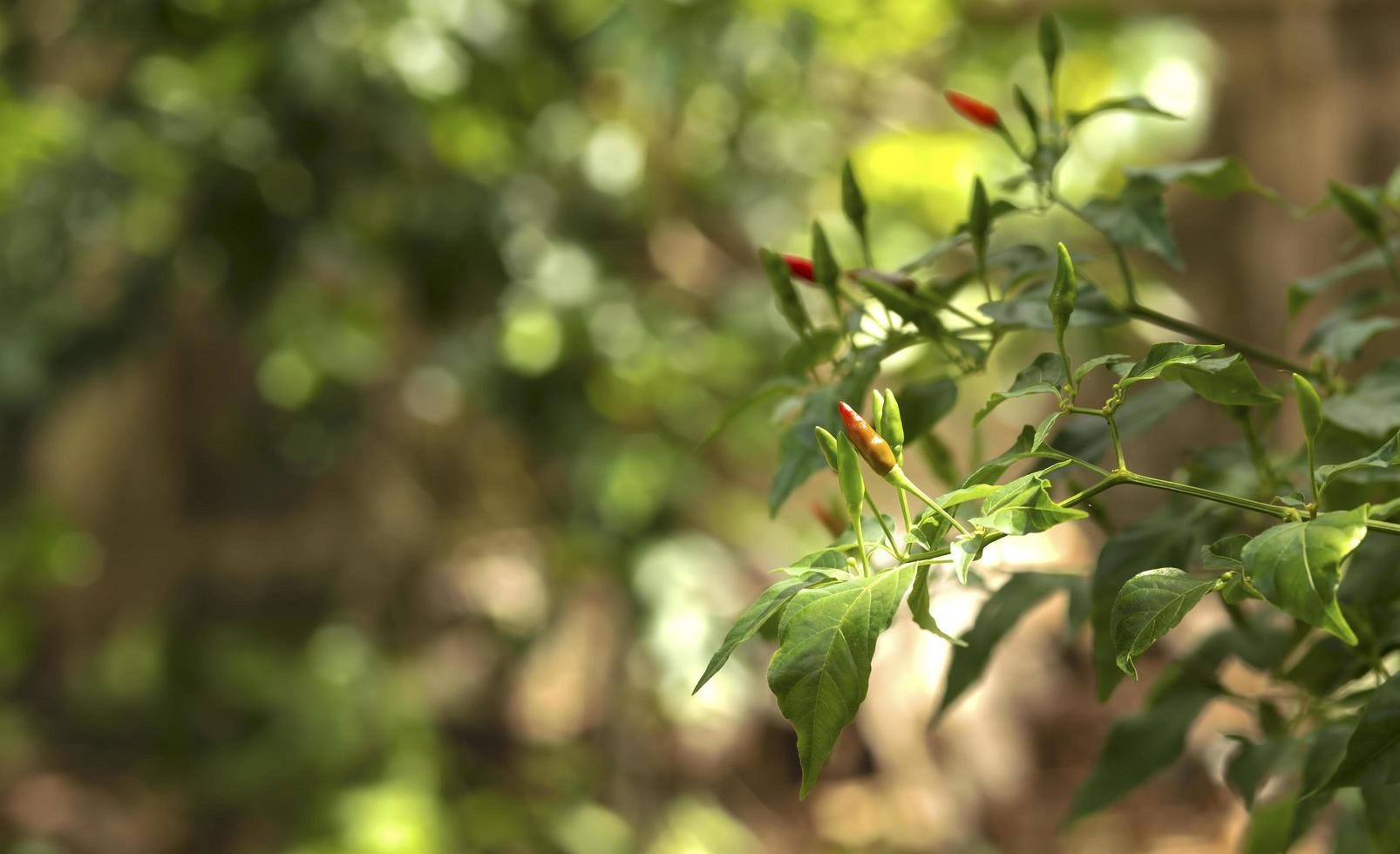 Ripe chili peppers on a tree photo