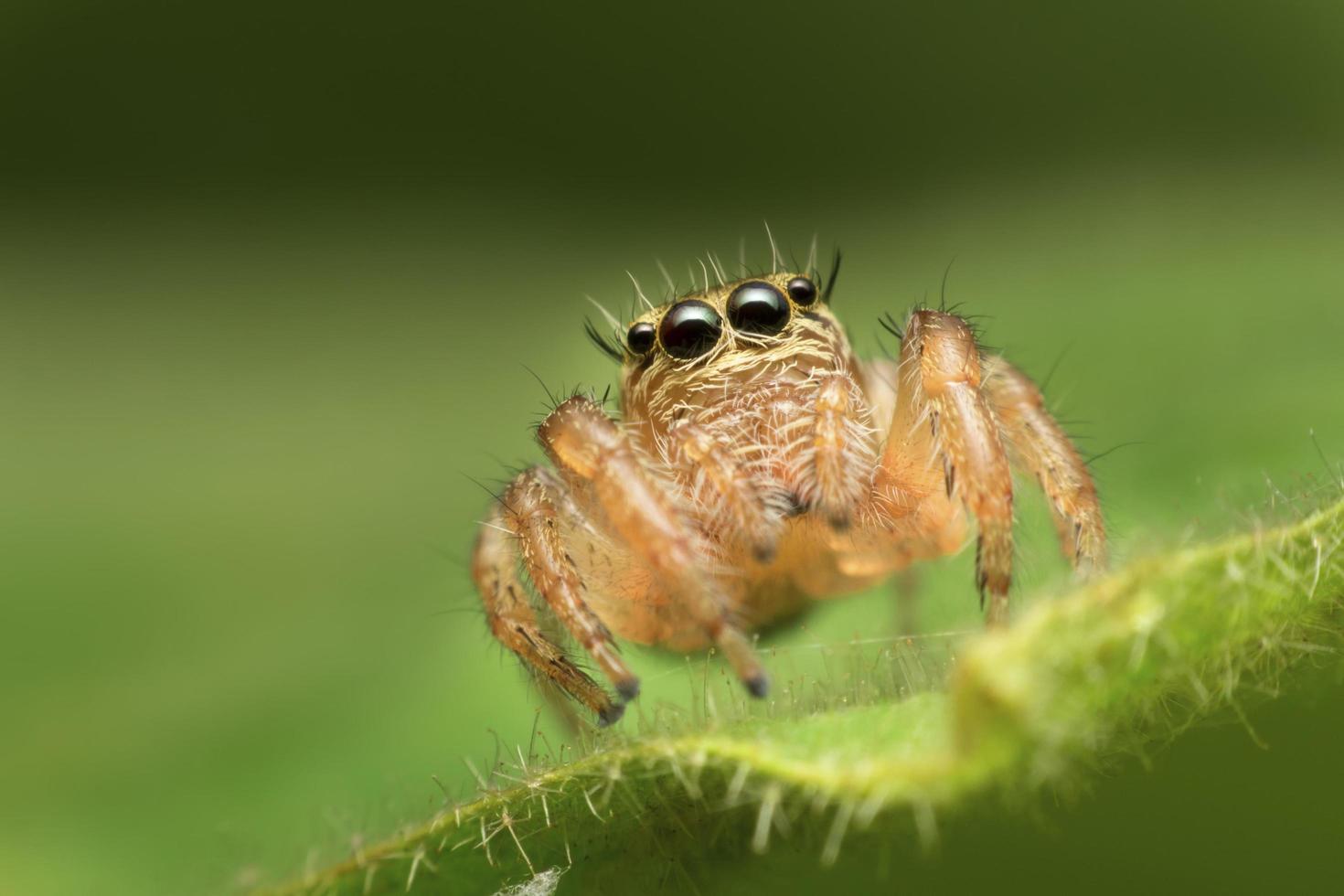 Macro closeup of jumping spider photo