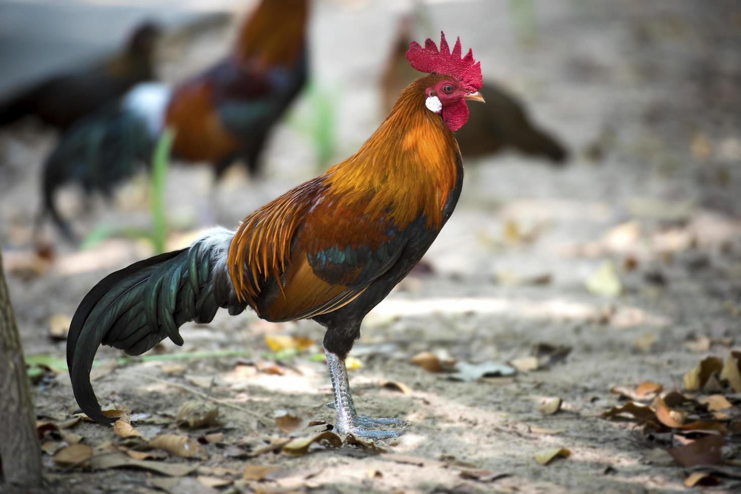 Colorful wild chickens  photo