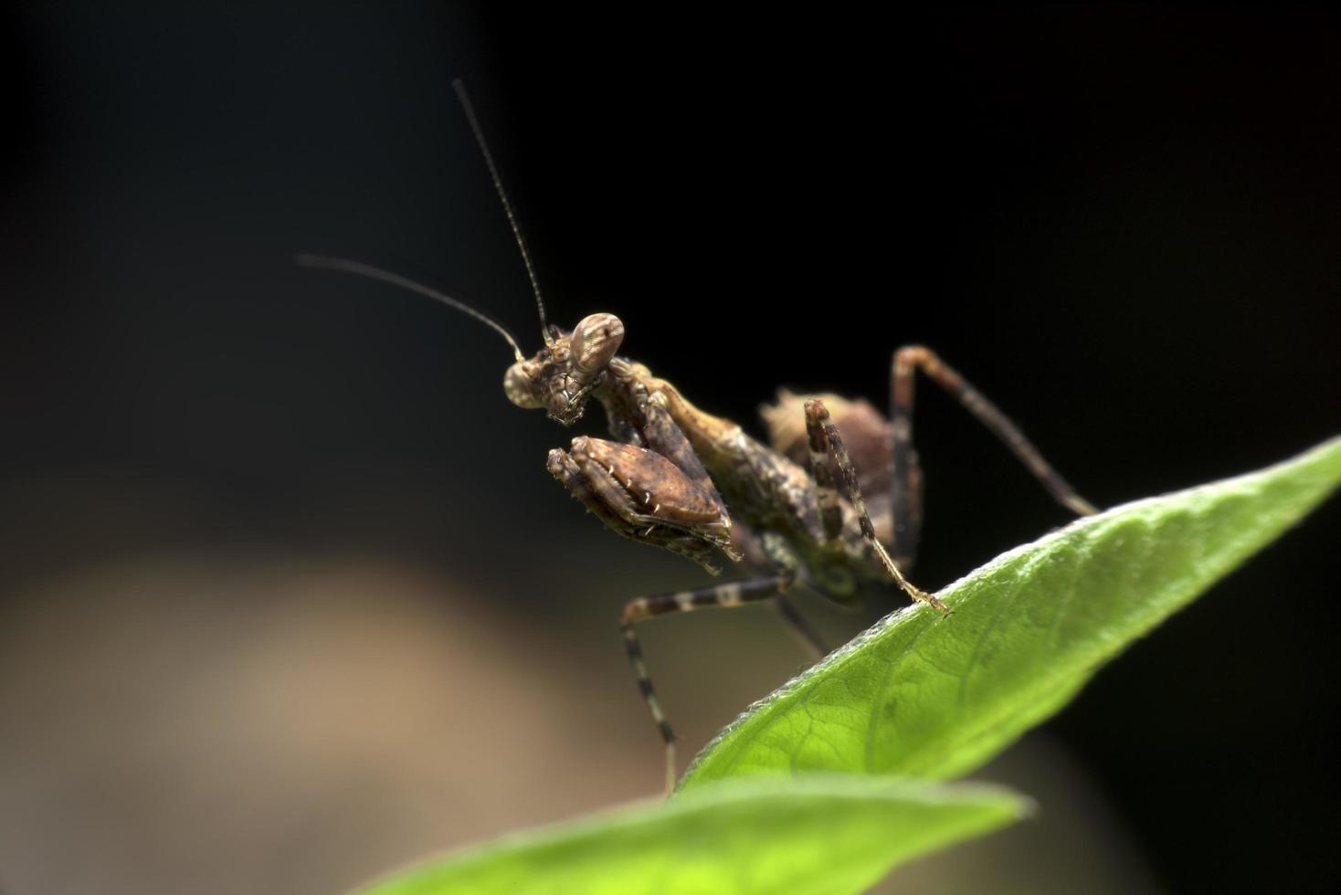 Brown Praying Mantis on green leaf photo