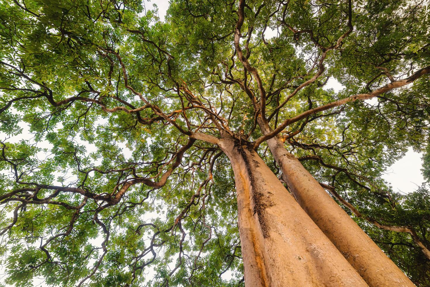 Tree trunk with many branches photo