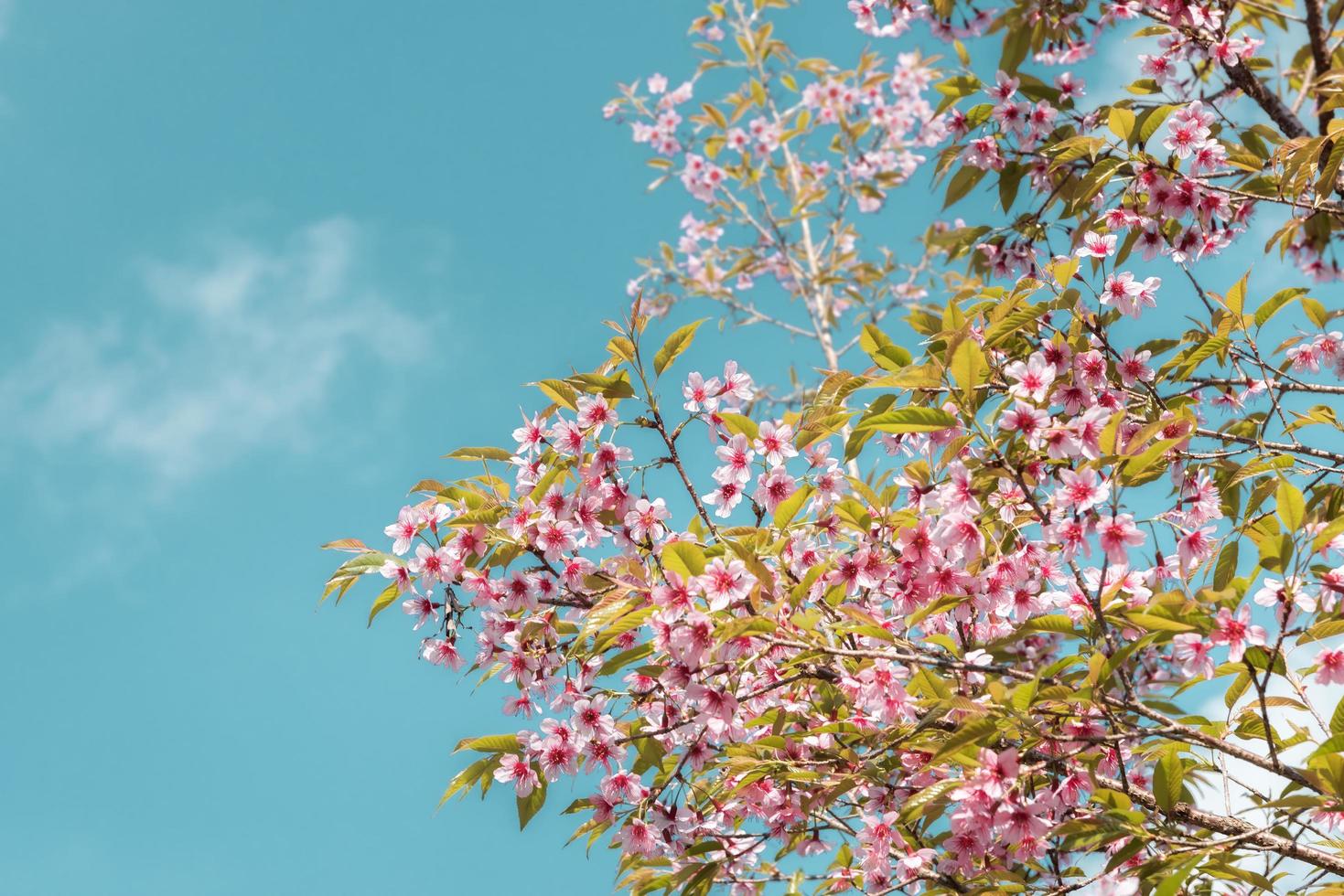 flores de cerezo rosa foto