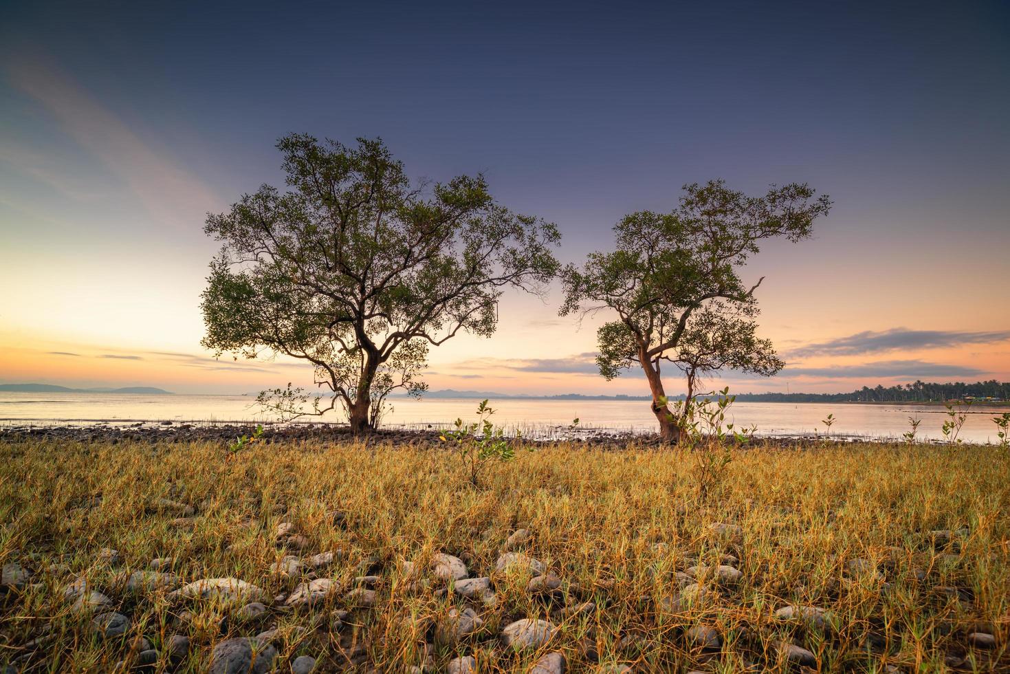 Trees by water at sunrise photo