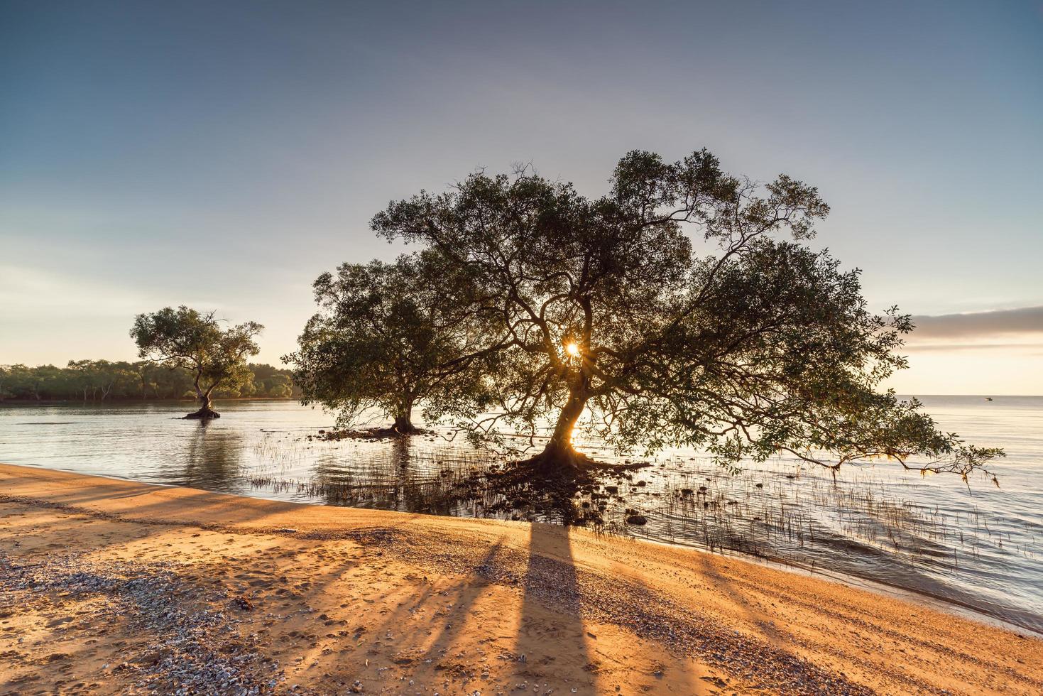 Trees in water at beach photo