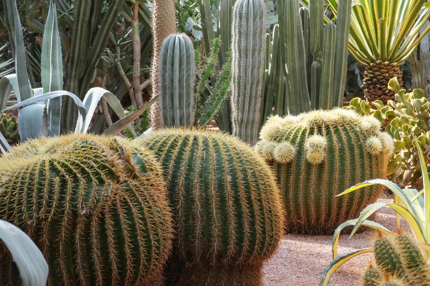 cactus del desierto y plantas suculentas foto