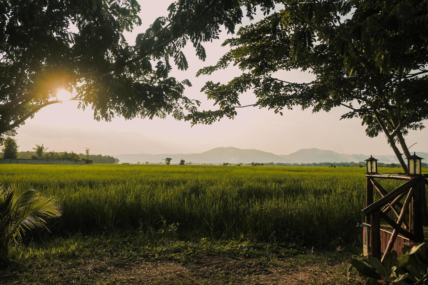 Sunset at the green rice field in countryside photo