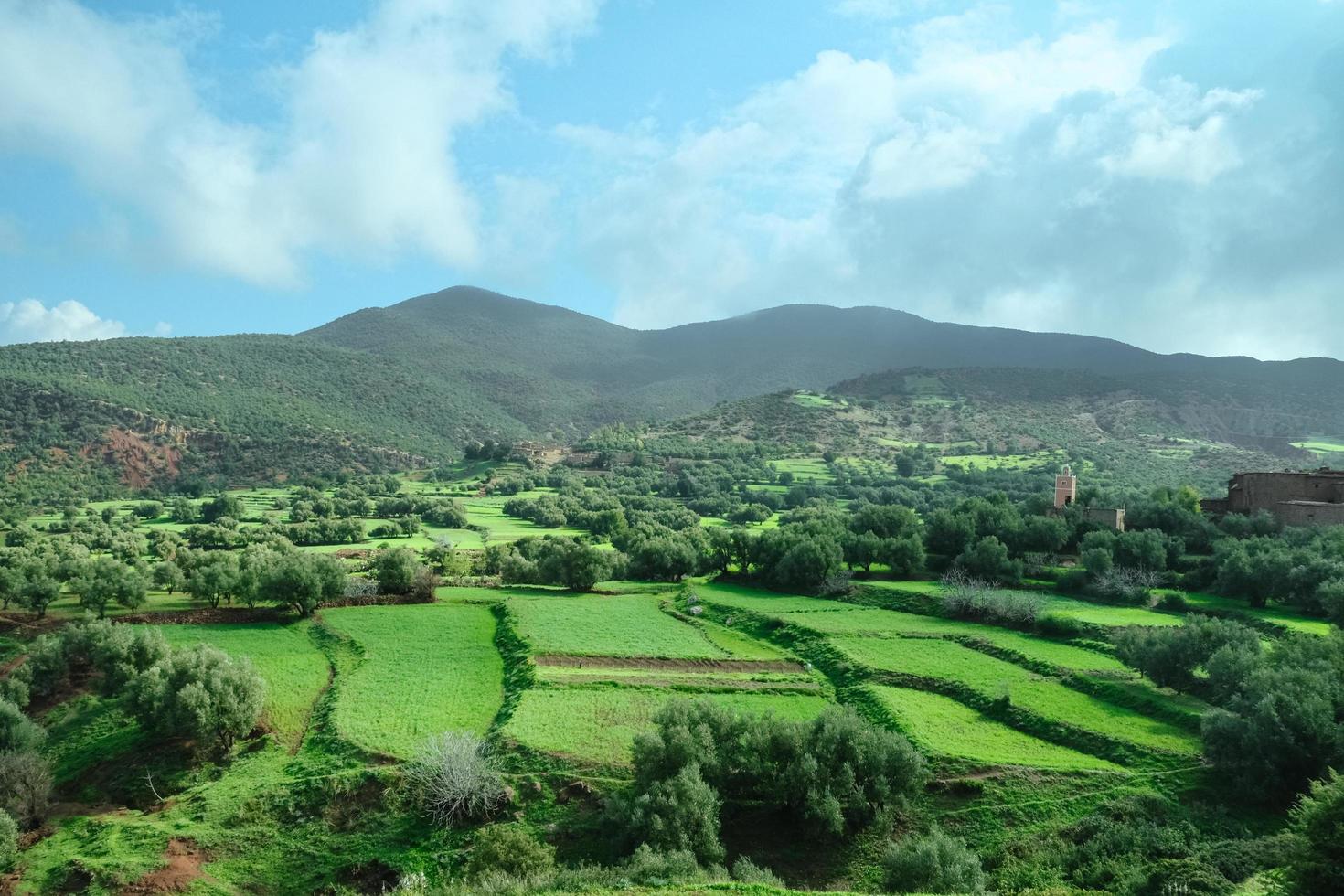 campo de agricultura verde en primavera verano foto