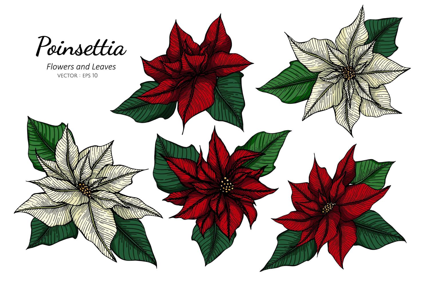 Hand drawn poinsettia flower and leaves set vector