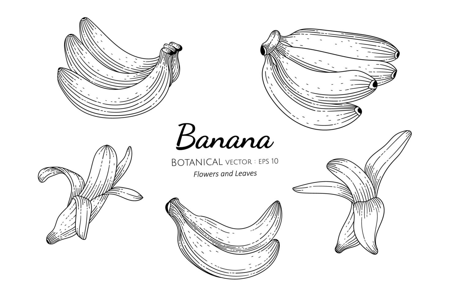 Hand drawn banana set vector