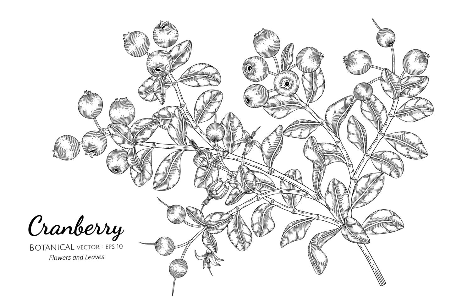 Hand drawn cranberry fruit plant vector