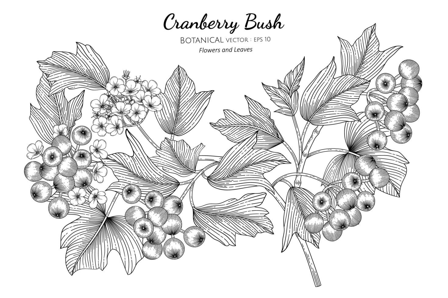 Hand drawn American cranberry bush vector