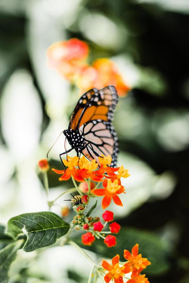 mariposa monarca en flores foto