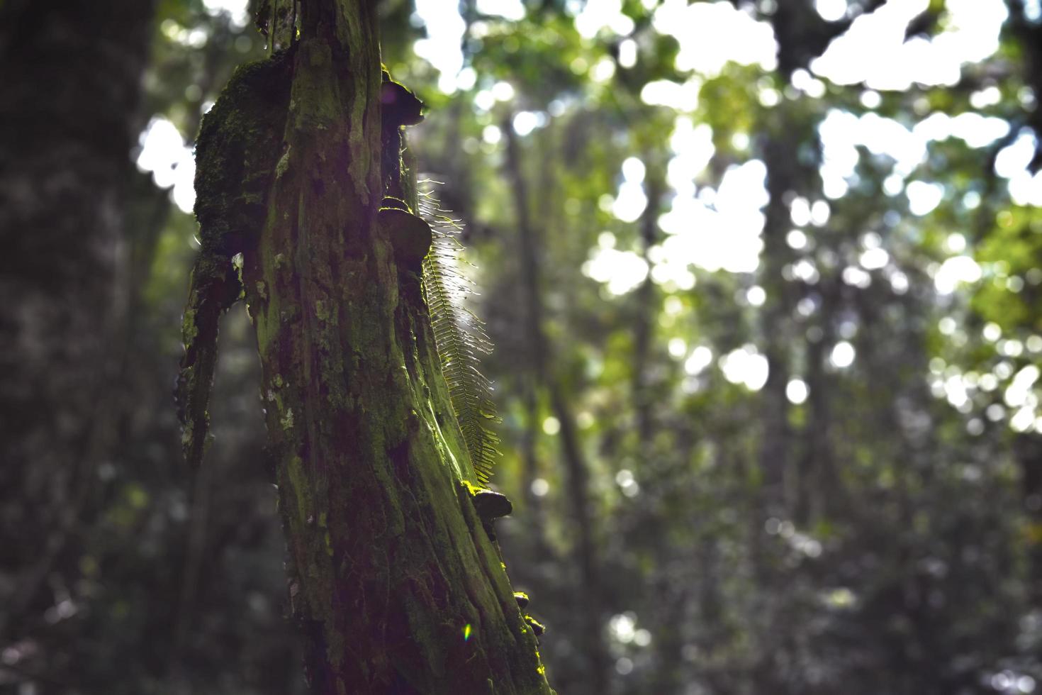 Tree with mushrooms photo