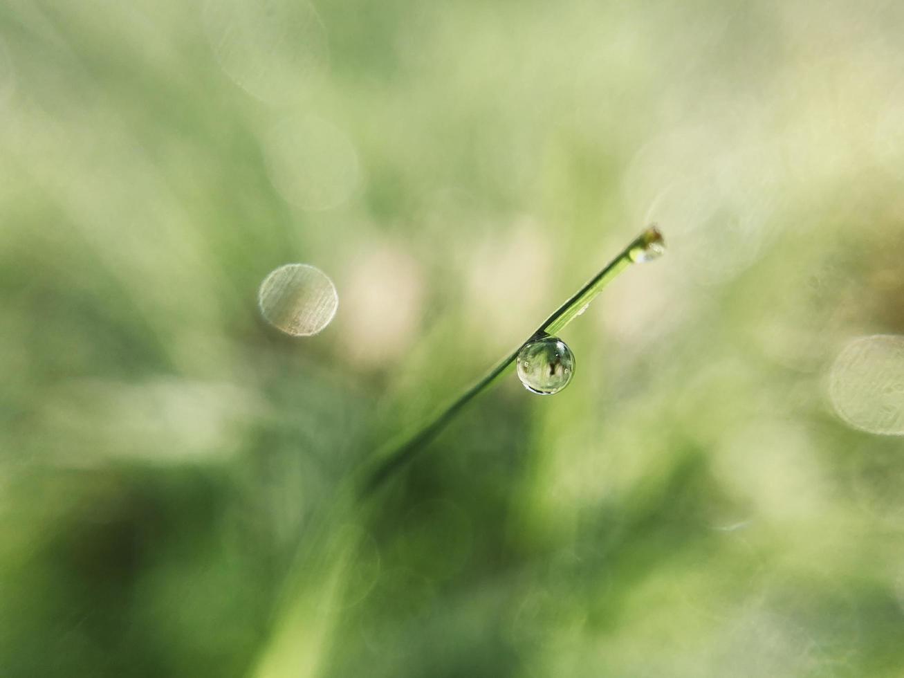 gota de agua sobre hierba foto