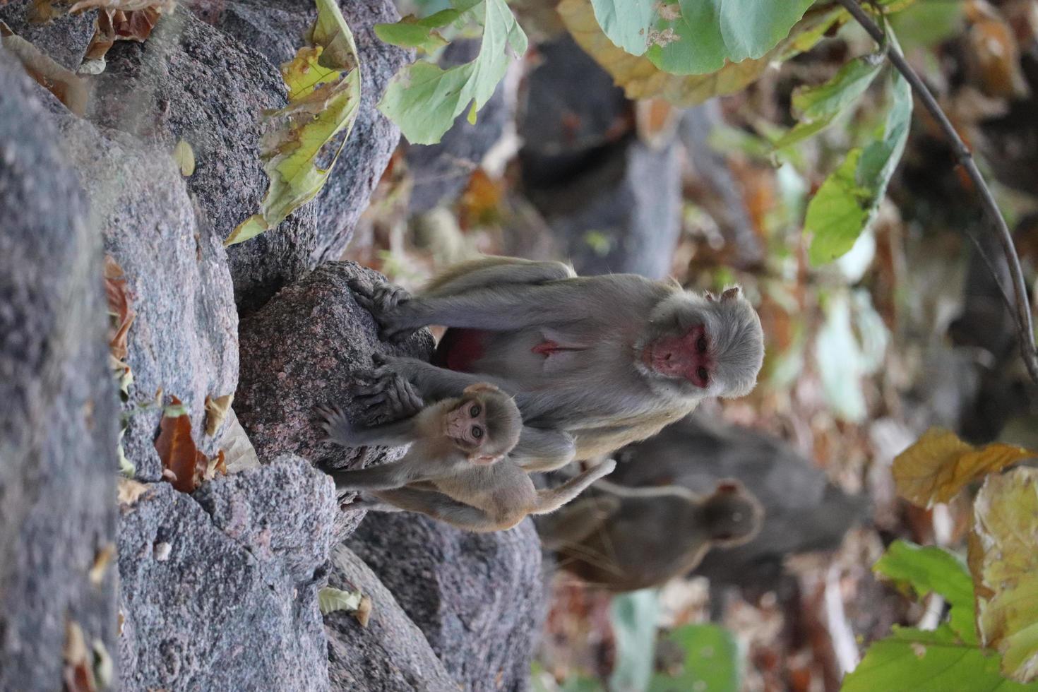 Adult and baby monkeys photo