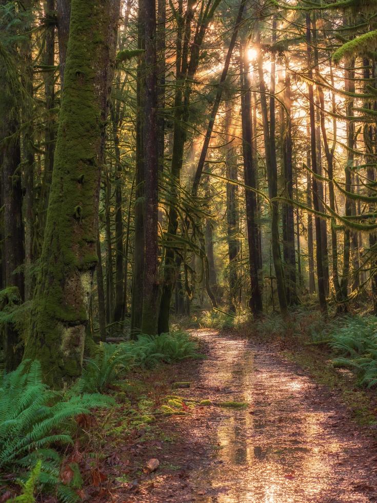 Brown pathway in woods photo