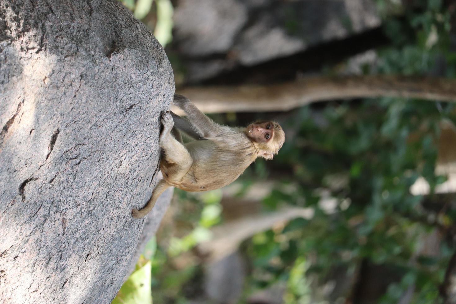 Monkey sitting on a rock photo