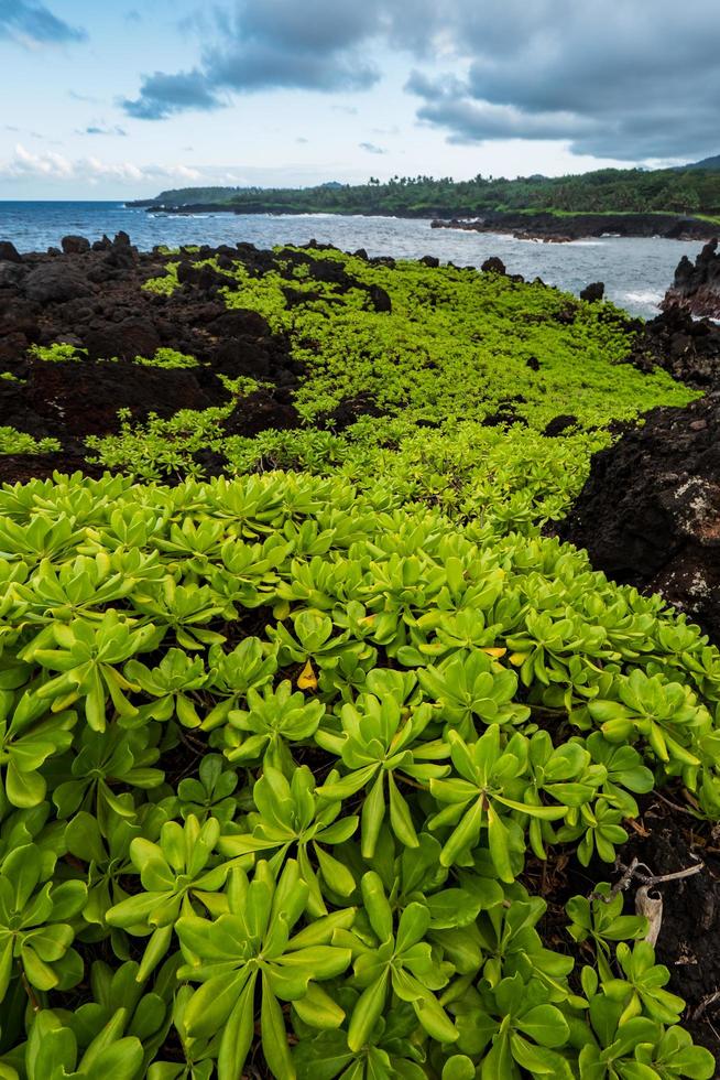 planta verde sobre rocas cerca de un cuerpo de agua. foto