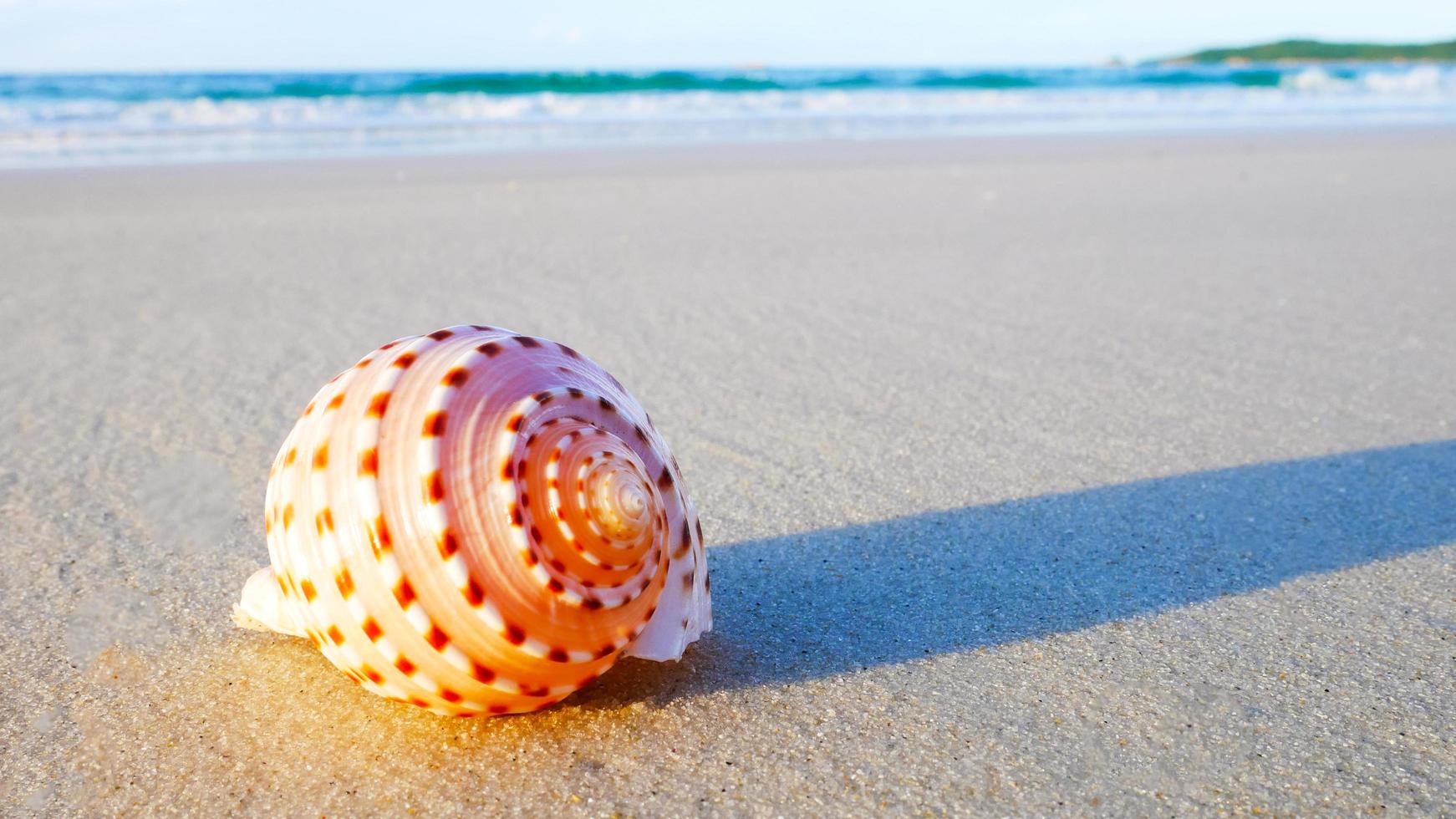 hermosa concha en la playa foto