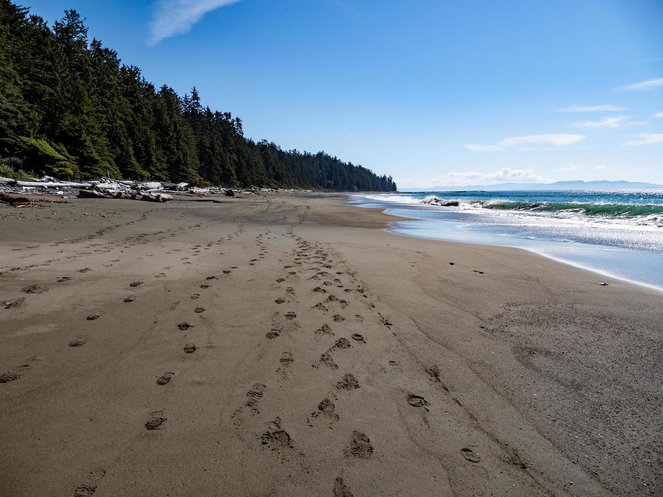 Beach shore with green trees and blue sky photo