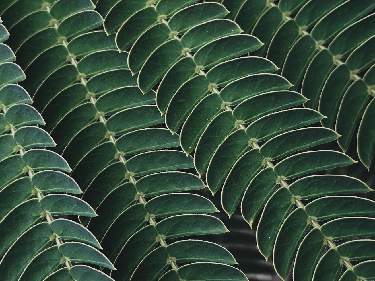 pequeñas hojas verdes foto