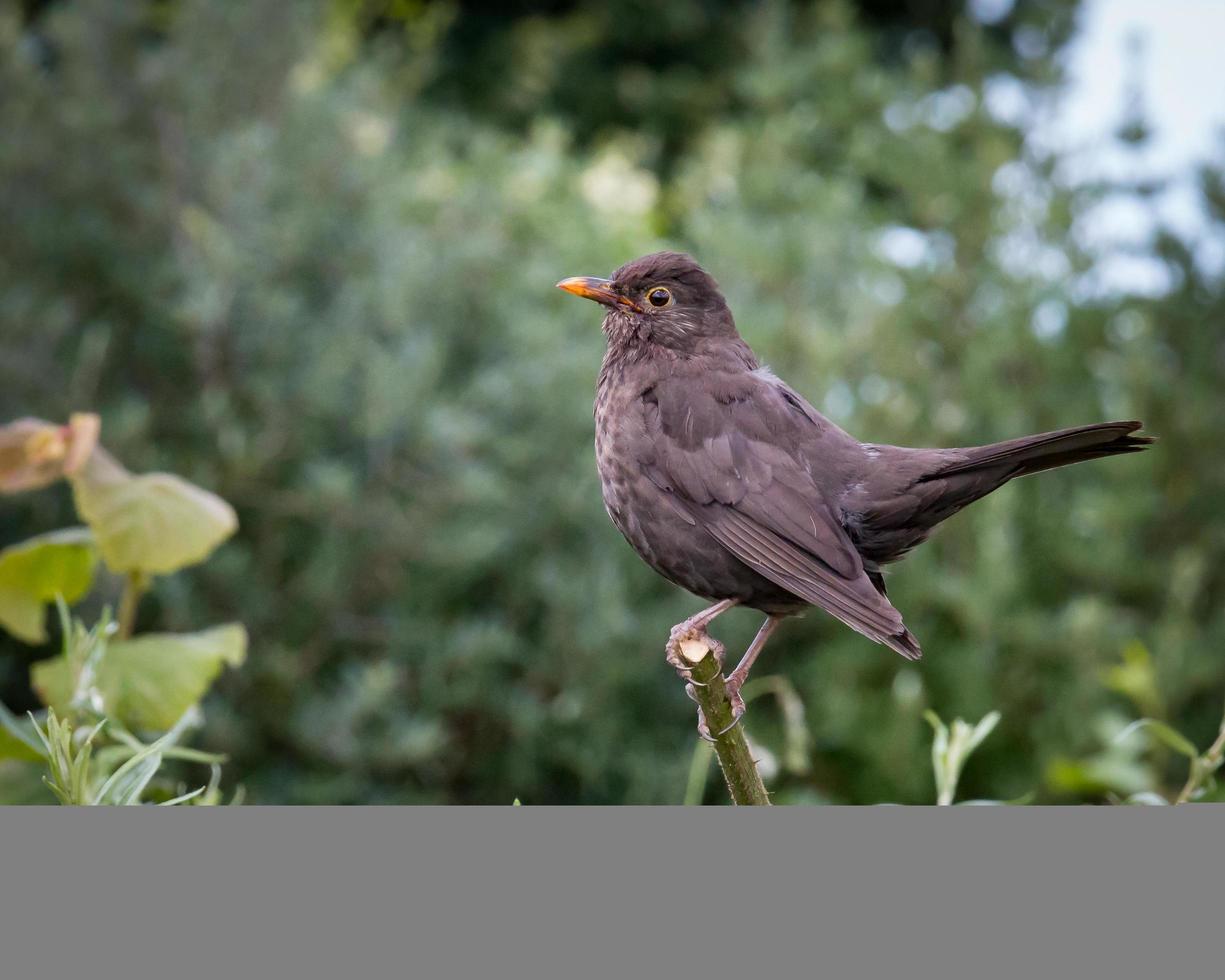 Female blackbird on branch photo