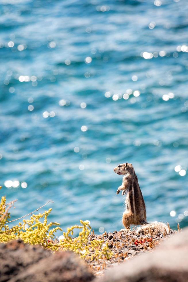 Ground squirrel standing on a cliff photo