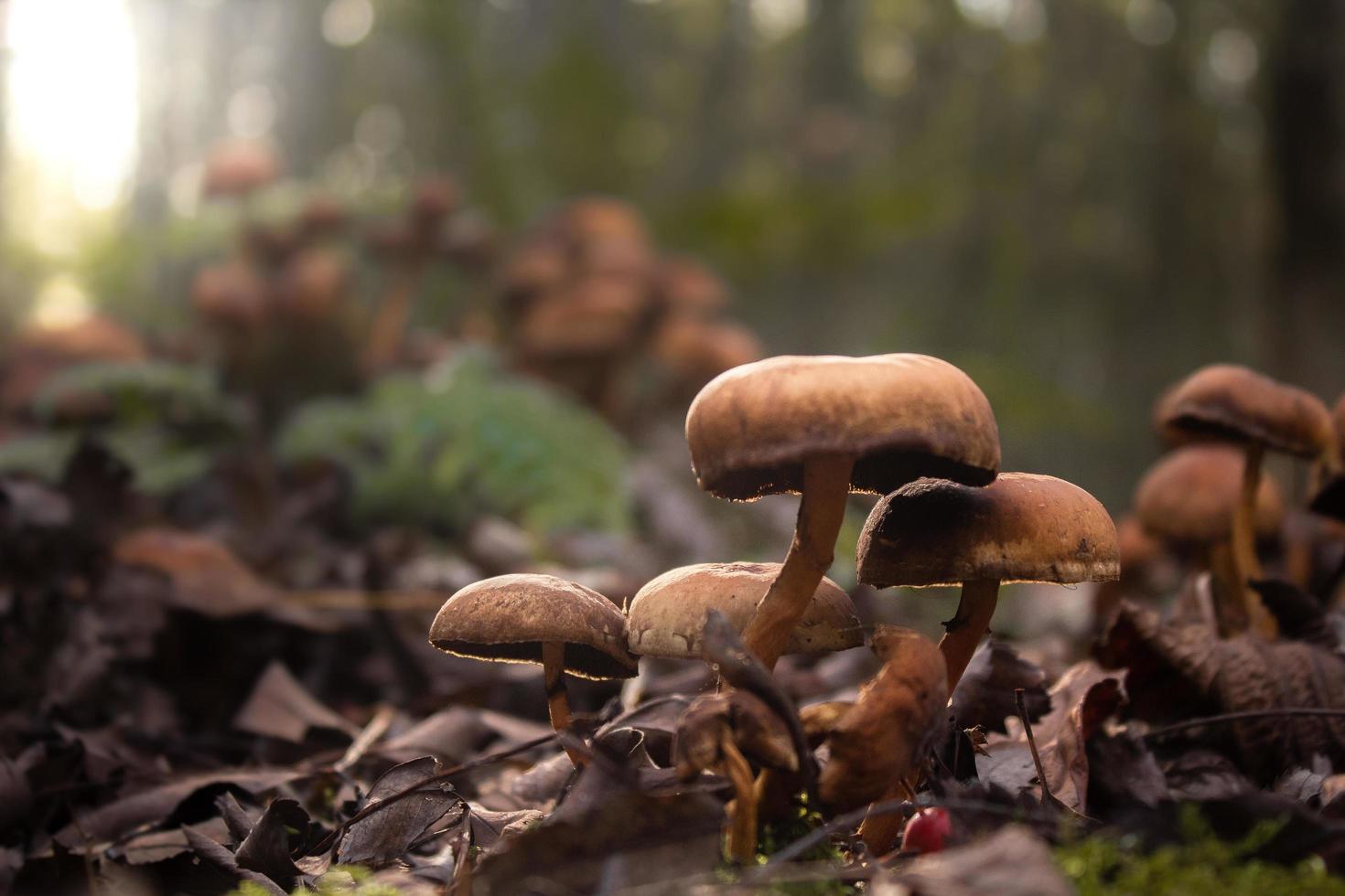 Mushrooms on forest floor photo