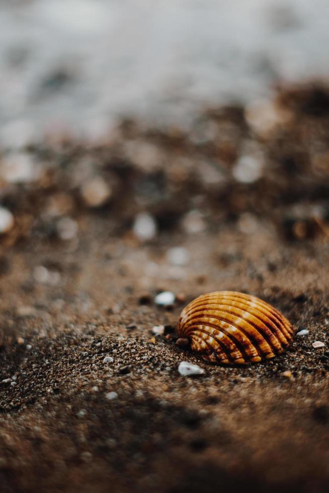 Close-up of seashell on beach photo