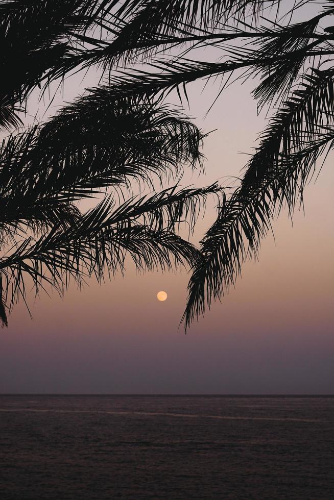 Silhouette of palm trees in front of sunset photo