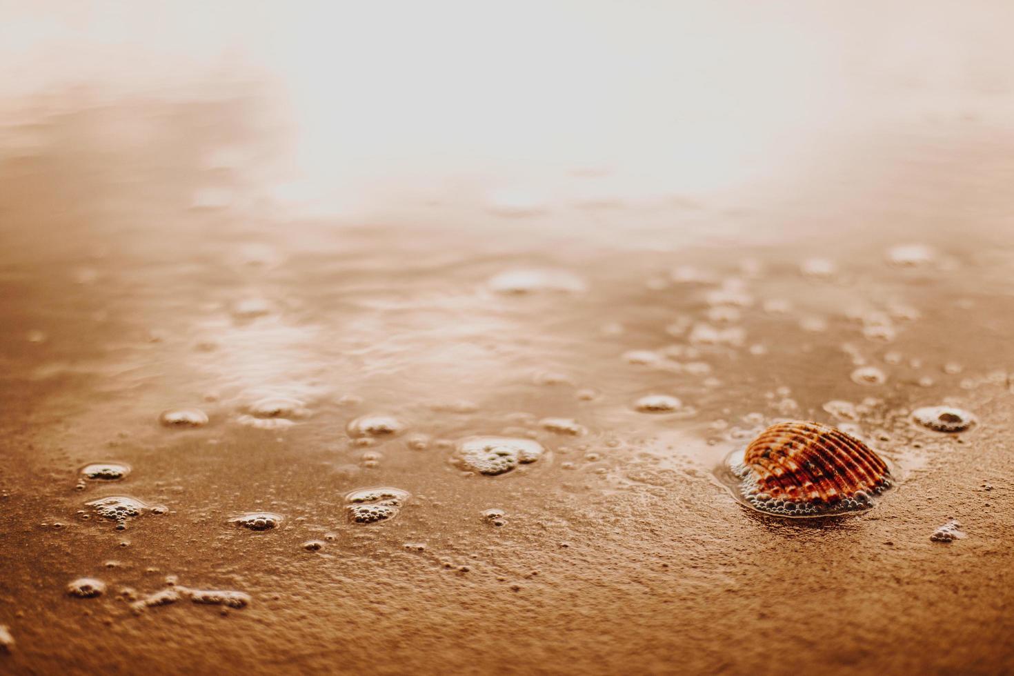 Seashell on brown sand photo