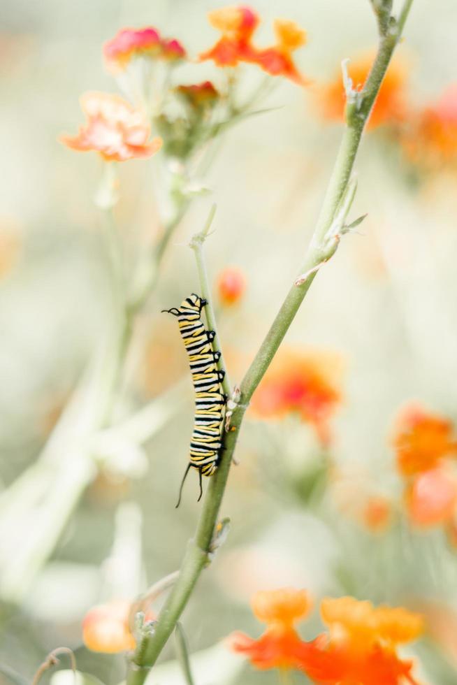 Caterpillar on flower stem photo