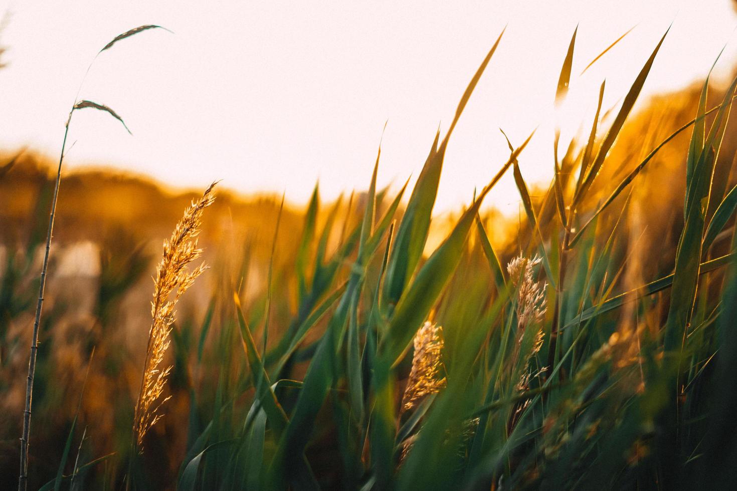 Wheat field at golden hour photo