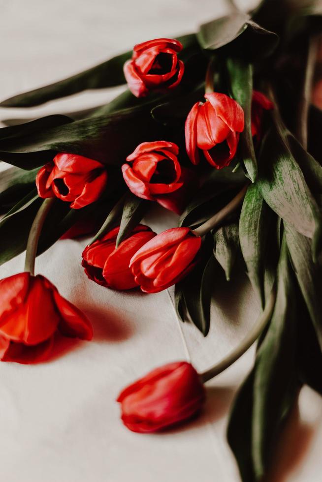 Red tulips on white background photo