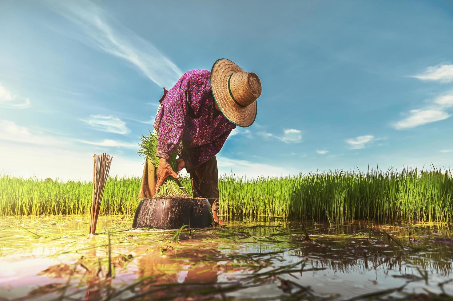 persona plantando en campo de arroz foto